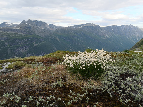 Myrull med fine fjell som bakgrunn.