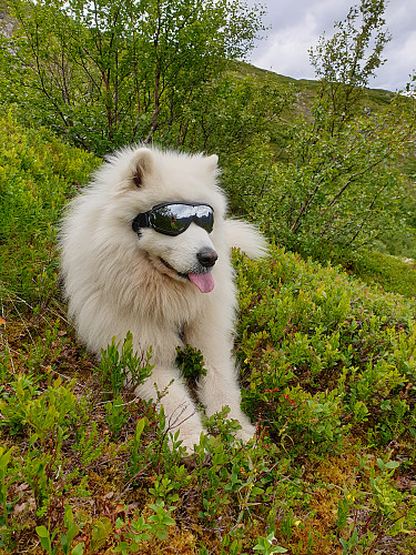 Bamse godt fornøyd med turen.