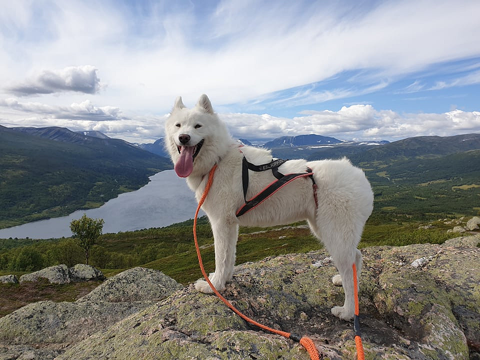 Luftetur med Mila.