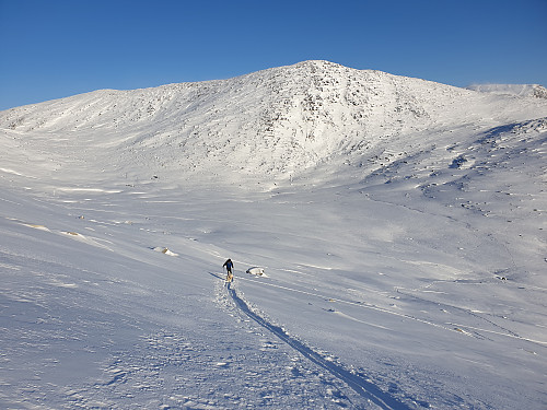      Halsbekkhøa