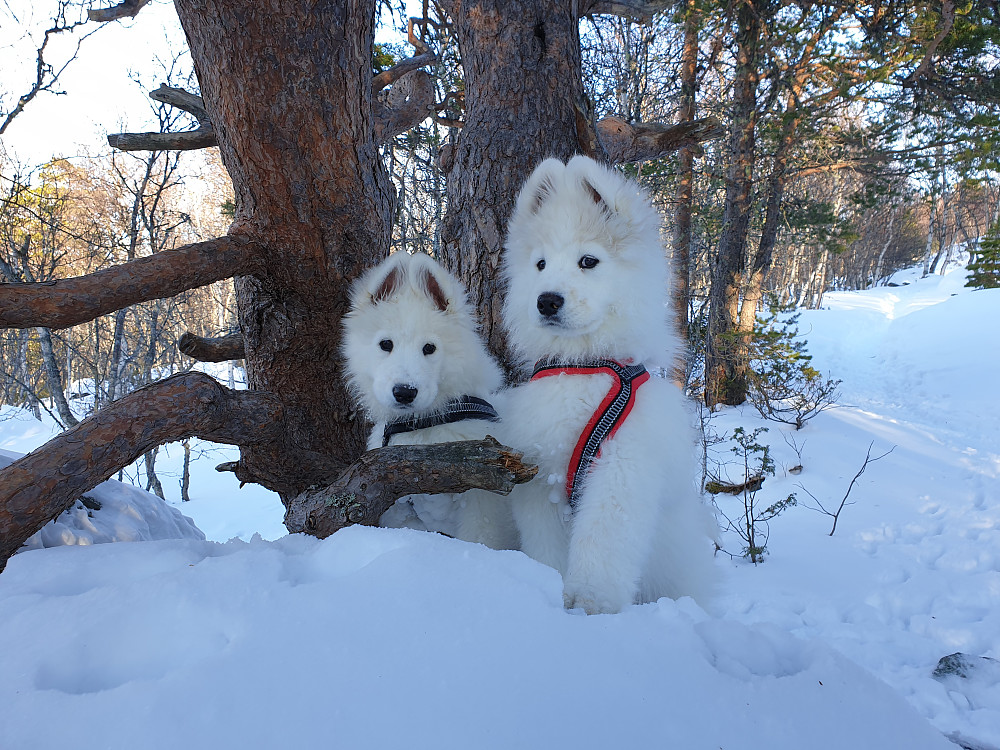 Snø og Storm