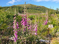 opps_20200729_5f21b0edd00d3.jpg