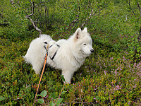 opps_20200910_5f5a042499975.jpg