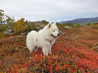opps_20200920_5f67848675eeb.jpg