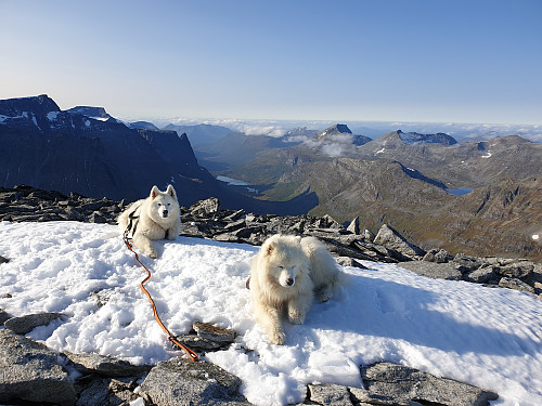 Snø og Bamse tar en velfortjent pause på toppen.