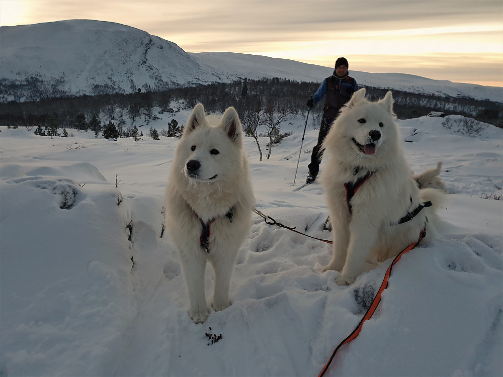 Bursdagshundene Storm og Snø er 1 år i dag.