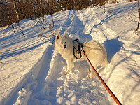 opps_20201216_5fda2f920a9be.jpg