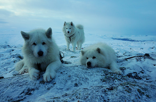 Tre gode turkompiser : Ivrig, Tundra og Bamse.