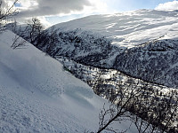 Skogen på vestsiden av Midtnuten ned i Austdalen