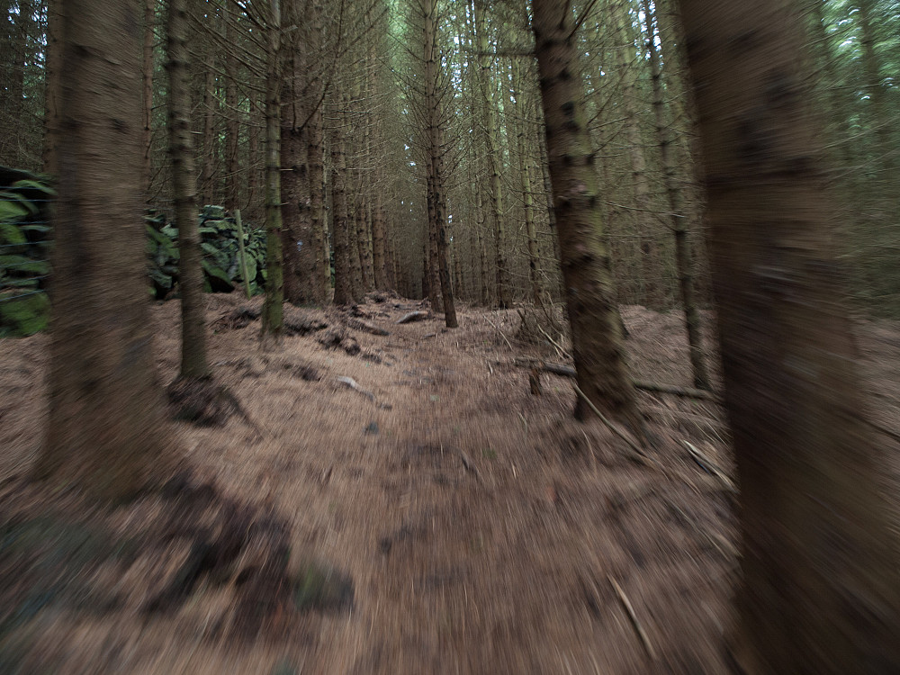 Noe av stien til Hodnafjellet gikk gjennom trollsk skog.