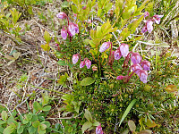 Turgåsa_20190705_5d1f55f667901.jpg