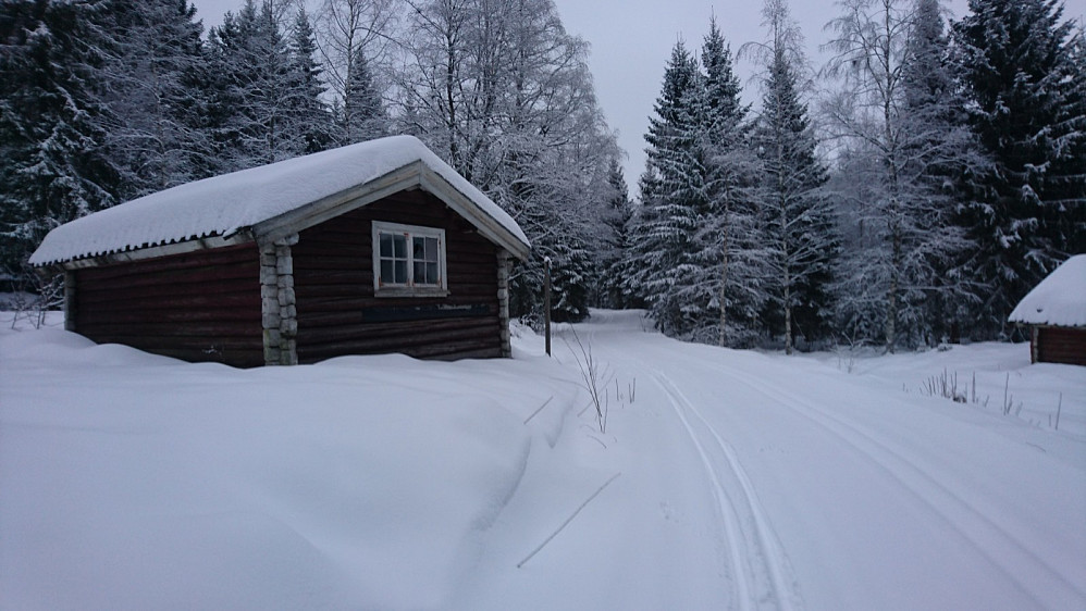 Høgsetsetra