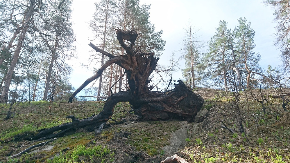 Rot på brent furu