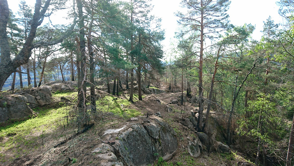Toppen på Bjordamskollen, en del svartbrente trær etter skogbrann i fjor sommer