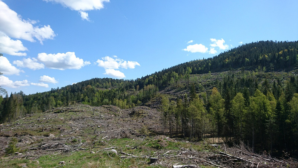 Utsikt fra Semssetra mot Bjønneknatten. Store områder renska for skog. 
