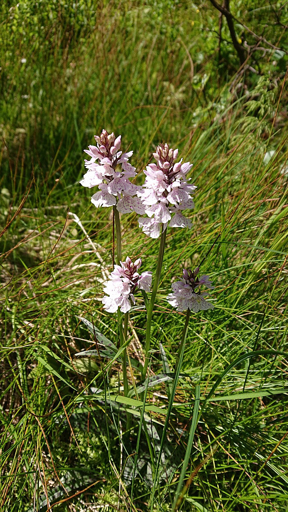 Flekkmarihand på Høgvollane, en viltvoksende orkidé