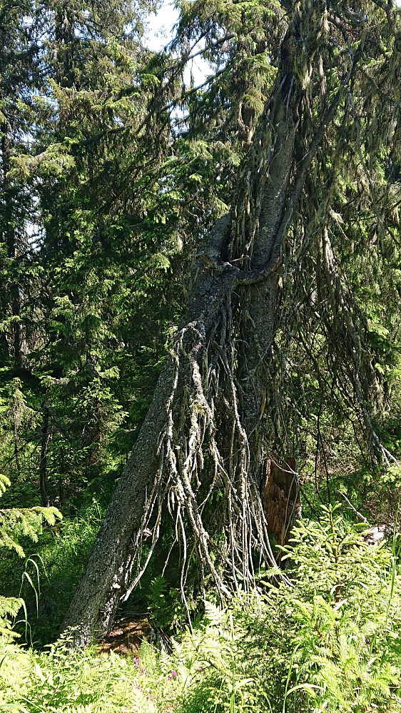 Trærne klamrer seg fast i hverandre, flott gammelskog på Høgvollane