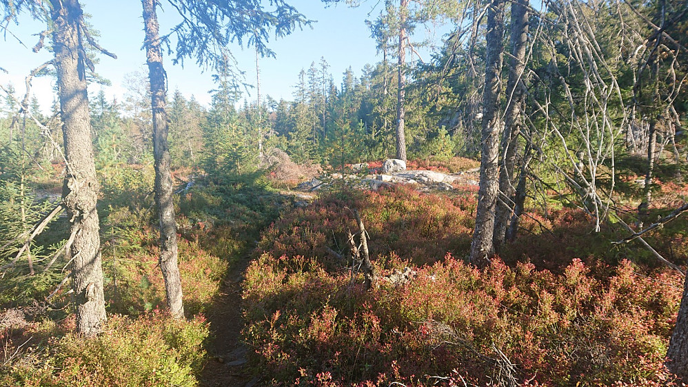 Fine høstfarger i lyngen