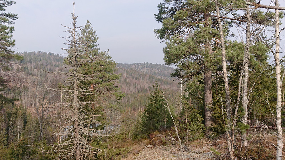 Fra toppen av Hansås mot Lønnedalskollen midt i bildet.