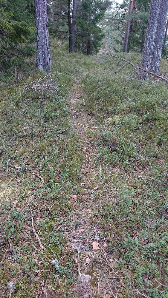 Dette var markert som traktorvei i kartet. Jeg kaller det en utydelig sti.