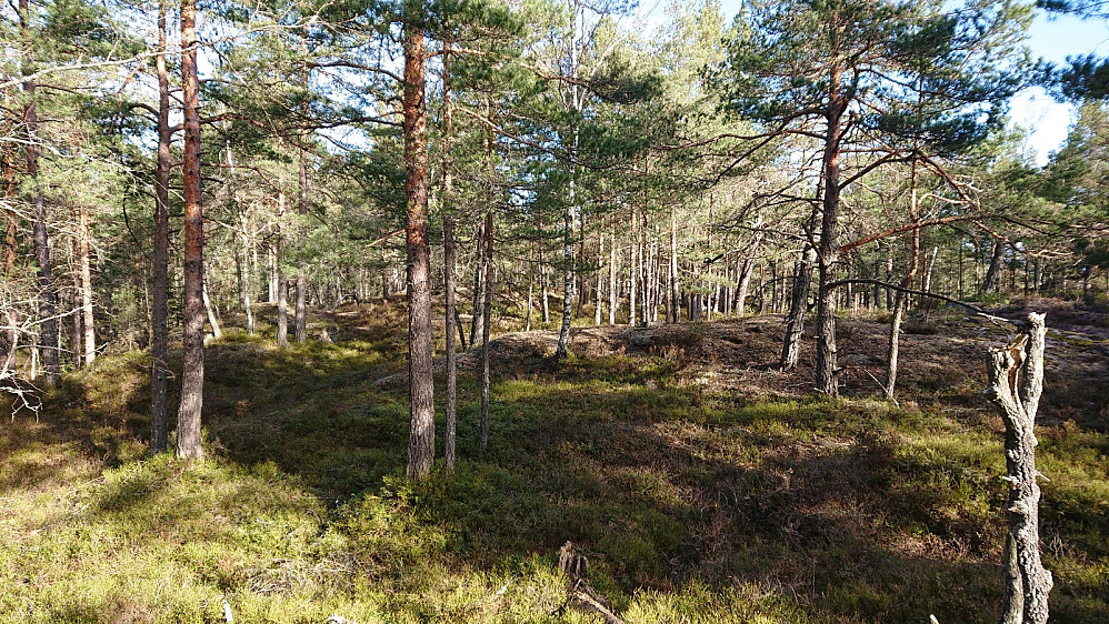 Furuskogen på topplatået på Hvalskollen.