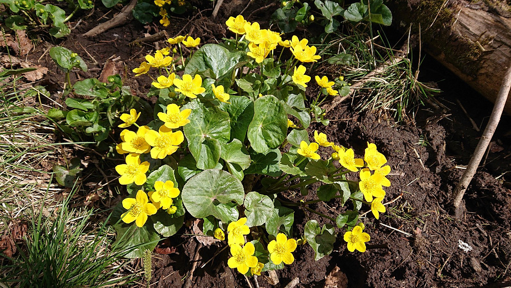 Bekkeblom.