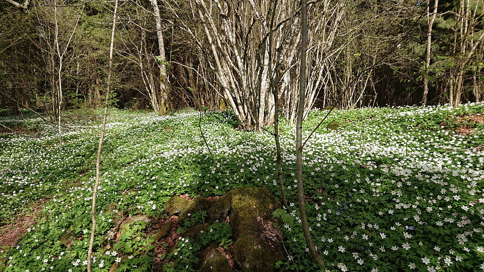 Hvitveisen blomstrer.