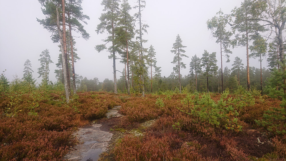 Flotte farger til tross for grått vær. Fra Siljuknattane.