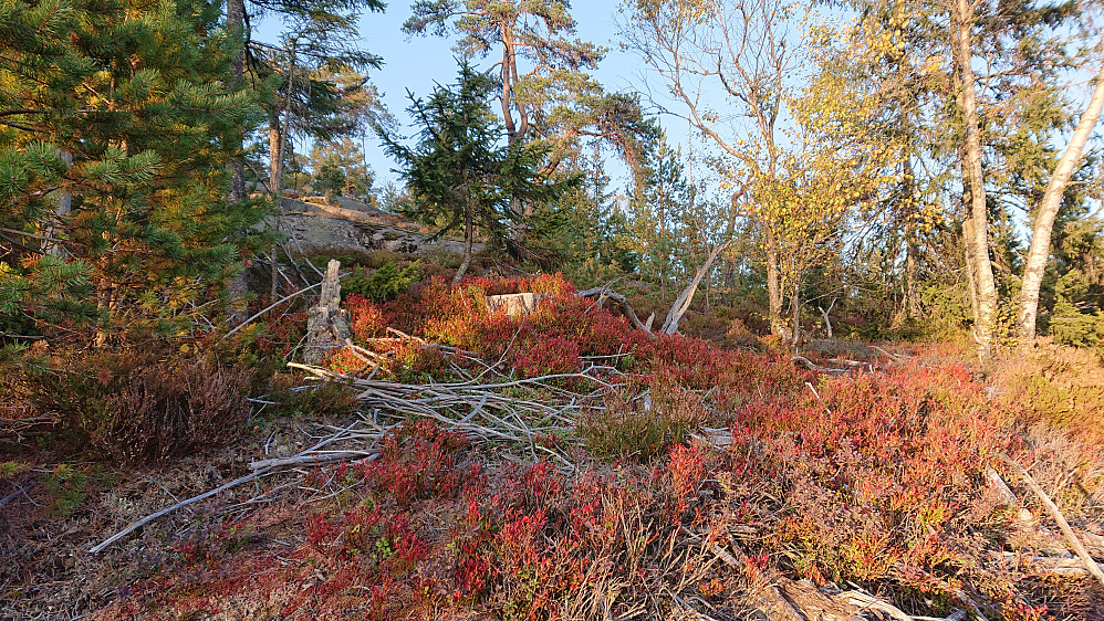 Nydelige høstfarger i lyngen.