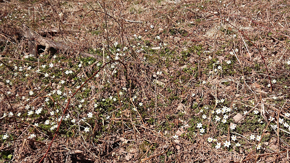 Hvitveisen blomstrer.