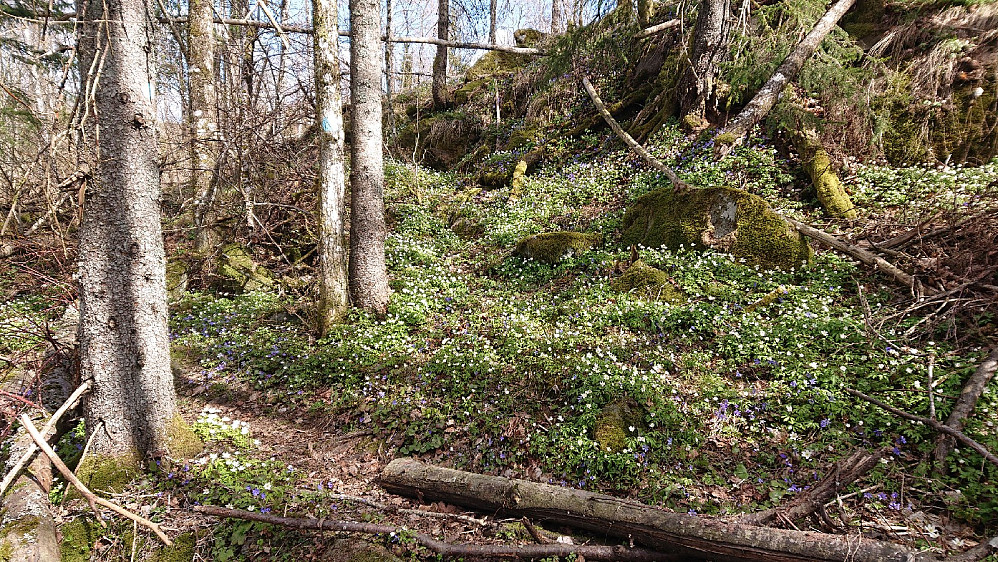 Nydelig med hvitveis og blåveis på ryggen mellom Søgårdsseter og Rustan.