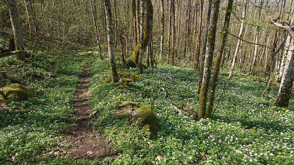 Hvitveisen blomstrer, her ved Steinsåsen.