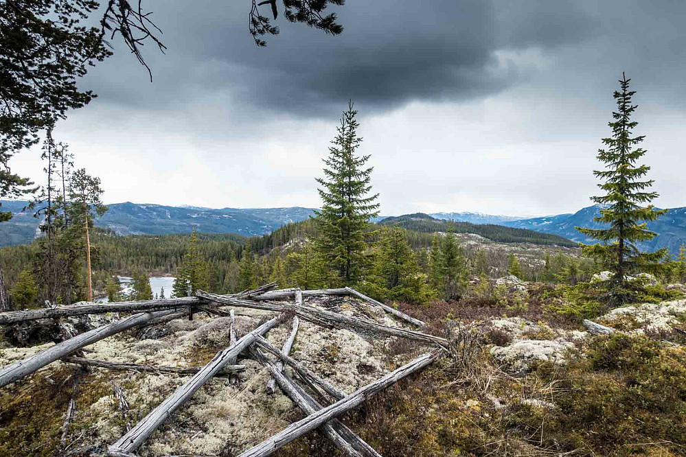Så bar det innover i skauen for å plukke med seg Rundsåsene