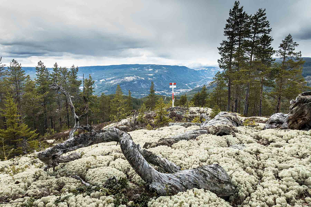 Utsikt oppover dalen fra den høyeste og nordligste av åsene