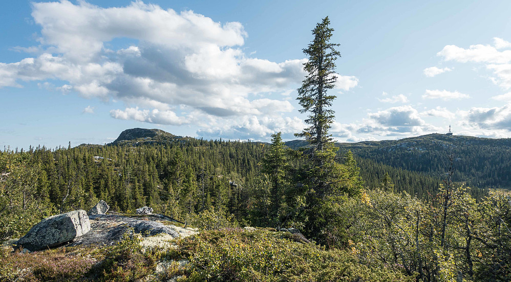 Utsikt mot Sjåfunatten og Syningen fra høyeste punkt på Hågeberg