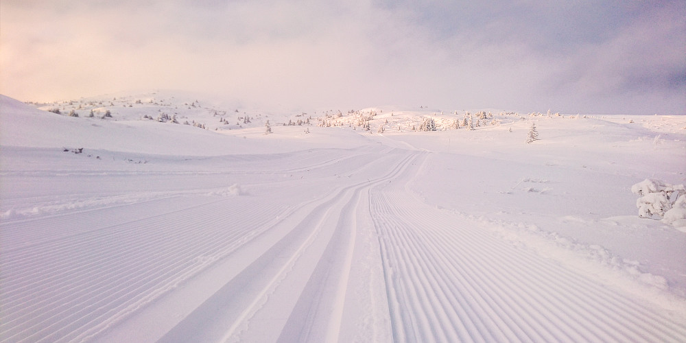 Nydelige skispor i kveldslys