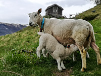 LarsStorheim_20190520_5ce24b869daf4.jpg