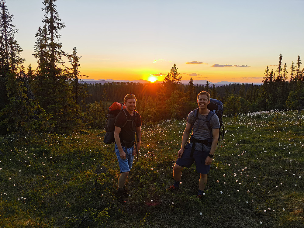 Gutta boys omringet av myrull i solnedgang.