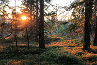 Atomsilda_20151019_562534061a46d.jpg