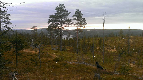 Grønt...tyttebær ...og det er 22.desember. Embla koser seg uansett