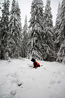 Atomsilda_20160103_56894d3f3929a.jpg