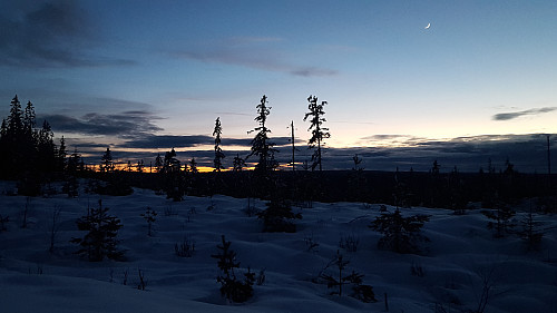 Stille kveld i skogen