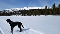 Atomsilda_20160403_57015469d77dc.jpg