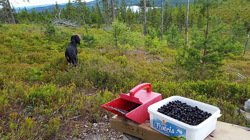 Ahhh...dette er gøtt det!