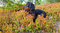 Atomsilda_20160914_57d9835eb5242.jpg