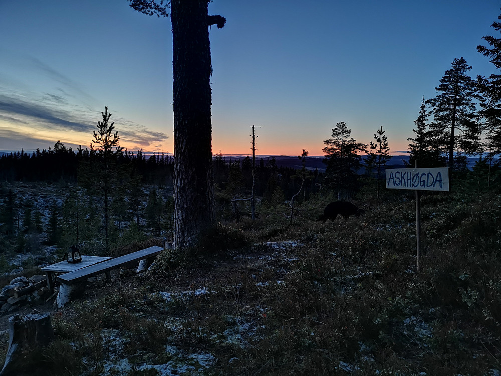 Det hender jeg skremmer opp storfugl på Skonhovd, men her er det nok en Spøkefugl som har vært. Døpt om Skonhovdhøgda til Askhøgda :) 