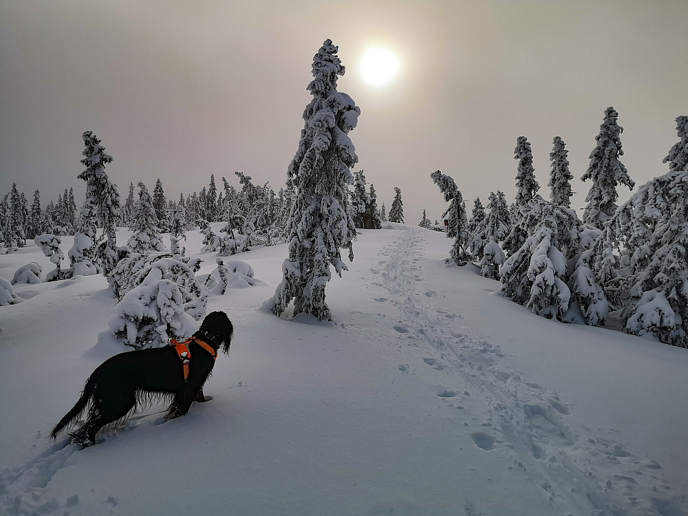 Embla og jeg gikk oppom Tjuvåskampen i løssnøen. 