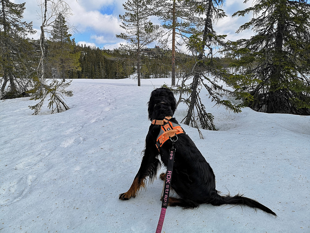 Ikke isete lenger, men fin skare uten gjennomtråkk. Vi kan skimte Brannhytta oppe på toppen. 