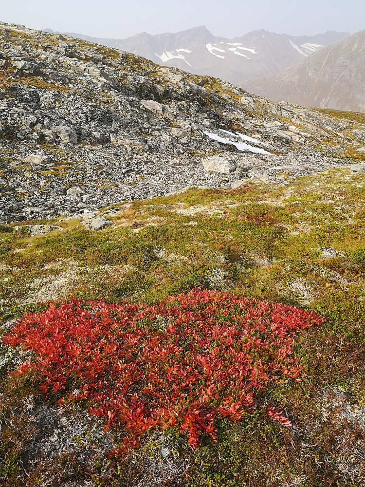 Mitt hjerte brenner for Romsdal og Innfjorden 