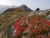 Atomsilda_20201003_5f78bdb737e13.jpg